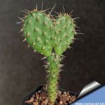 Opuntia camanchica