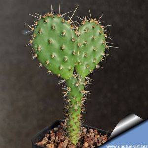 Opuntia camanchica