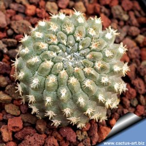 Eriosyce taltalensis v. minima