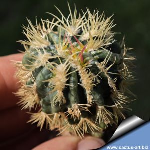 Homalocephala texensis cv. ANAYAMI (Grafted)