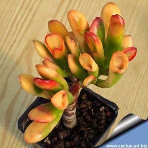 Crassula cv. GOLLUM (HOBBIT) f. variegata