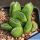 Haworthia cv. LIME GREEN x retusa