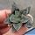 Haworthia cv. GORTHAUR