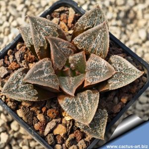 Haworthia cv. GORTHAUR