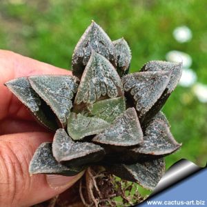 Haworthia cv. GORTHAUR