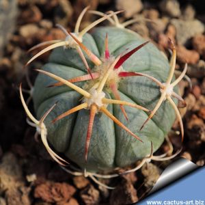 Echinocactus horizonthalonius Apizolaya, Zacatecas, Mexico