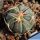 Echinocactus horizonthalonius Apizolaya, Zacatecas, Mexico