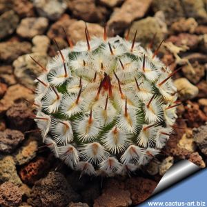 Mammillaria perezdelarosae ssp. andersoniana VCCB379 Villa Garcia, Zacatecas, Mexico