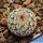 Mammillaria perezdelarosae ssp. andersoniana VCCB379 Villa Garcia, Zacatecas, Mexico