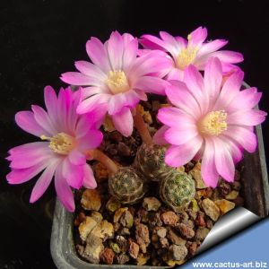 Mammillaria saboae MH17 El Manzano, Chiuhaua, Mexico
