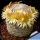 Mammillaria solisioides L671 Petlaltzingo, Puebla, Mexico, 1400m