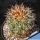 Pediocactus nigrispinus BB 93-2 Oregon, USA (WHITE FLOWERS!)