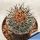 Pediocactus nigrispinus BB 93-2 Oregon, USA (WHITE FLOWERS!)