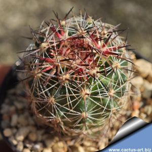 Pediocactus nigrispinus BB 93-2 Oregon, USA (WHITE FLOWERS!)