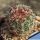 Pediocactus nigrispinus BB 93-2 Oregon, USA (WHITE FLOWERS!)