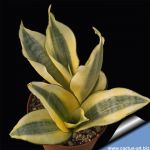 Sansevieria trifasciata cv. GOLDEN HAHNII