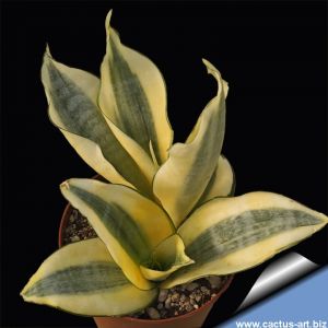Sansevieria trifasciata cv. GOLDEN HAHNII