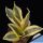 Sansevieria trifasciata cv. GOLDEN HAHNII