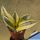 Sansevieria trifasciata cv. GOLDEN HAHNII