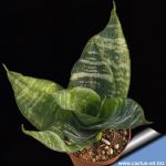 Sansevieria trifasciata cv. HAHNII