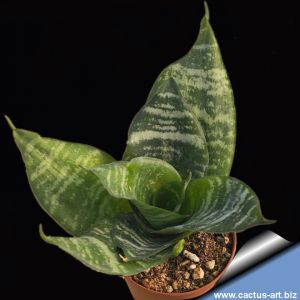 Sansevieria trifasciata cv. HAHNII