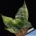 Sansevieria trifasciata cv. HAHNII