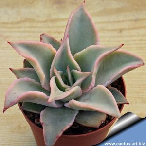 Echeveria cv. MADIBA