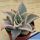 Echeveria cv. MADIBA