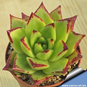 Echeveria agavoides cv. LIP STICK
