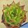 Echeveria agavoides cv. LIP STICK
