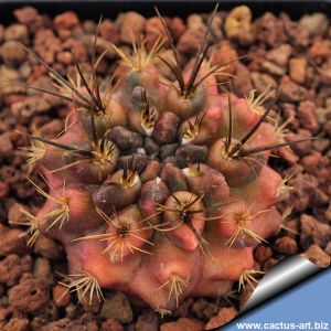 Eriosyce pulchella f. variegata