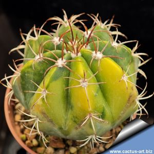 Melocactus sp. variegata (mixed forms)