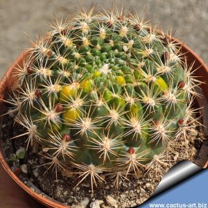 Weingartia sp. variegata (mixed forms)