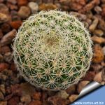 Coryphantha werdermannii KS184a Cuatro Cienagas, Coahuila, Mexico