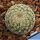 Coryphantha werdermannii KS184a Cuatro Cienagas, Coahuila, Mexico