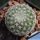 Coryphantha werdermannii KS184a Cuatro Cienagas, Coahuila, Mexico