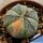 Astrophytum hybrid CO-AS F1 (coahuilense x asterias) forma variegata