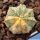 Astrophytum hybrid CO-AS F1 (coahuilense x asterias) forma variegata