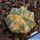 Astrophytum hybrid CO-AS F1 (coahuilense x asterias) forma variegata