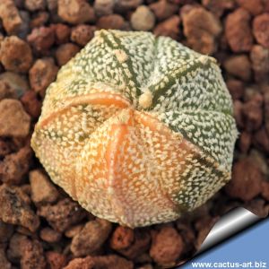 Astrophytum hybrid CO-AS F1 (coahuilense x asterias) forma variegata