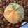 Astrophytum hybrid CO-AS F1 (coahuilense x asterias) forma variegata