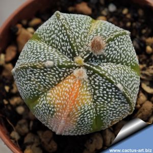 Astrophytum hybrid CO-AS F1 (coahuilense x asterias) forma variegata