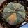 Astrophytum hybrid CO-AS F1 (coahuilense x asterias) forma variegata