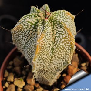 Astrophytum hybrid OR-ONZ "variegata" (A. ornatum x cv. ONZUKA)