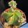 Astrophytum OR-MY "proliferum nudum variegatum" (free branching)