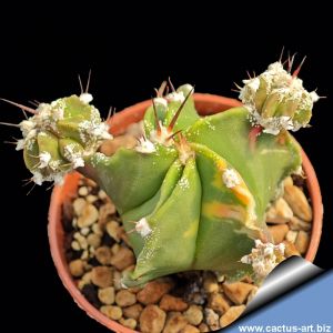 Astrophytum hybrid OR-MY "proliferum nudum variegatum" (free branching)