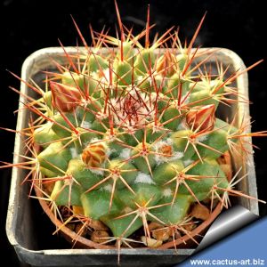 Mammillaria craigii