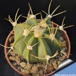 Astrophytum hybrid SEN(AU)-AS nudum (A. senilis aureum x A. asterias)