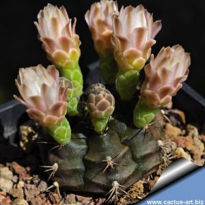Gymnocalycium anisitsii ssp. volkerii STO1403 South of San Josè, Santa Cruz, Bolivia