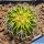 Echinofossulocactus sp. f. variegata